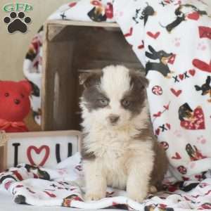 Lucy, Miniature Australian Shepherd Mix Puppy