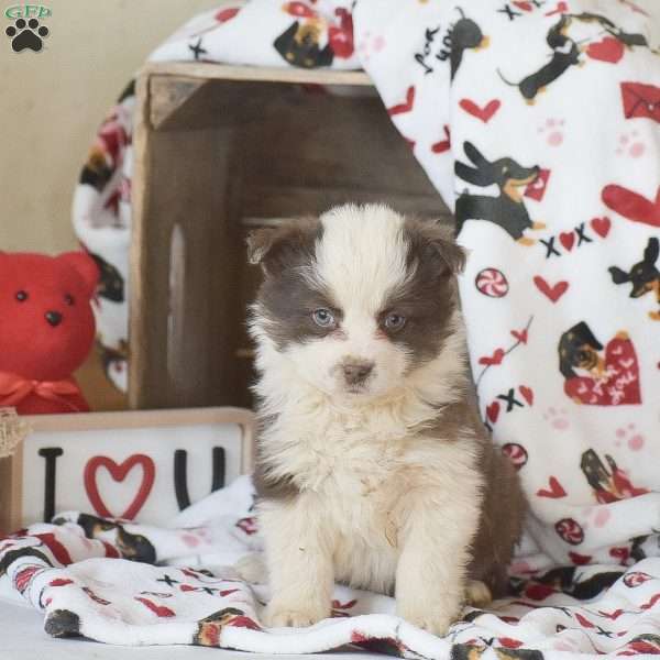 Lucy, Miniature Australian Shepherd Mix Puppy