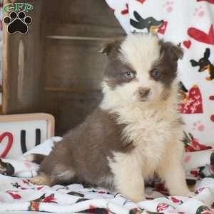 Lucy, Miniature Australian Shepherd Mix Puppy