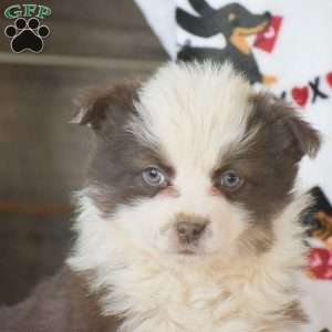 Lucy, Miniature Australian Shepherd Mix Puppy