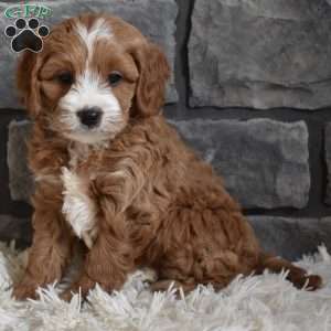 Cody, Cavapoo Puppy