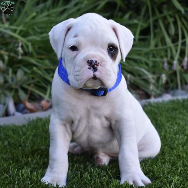 Casper, Boxer Puppy