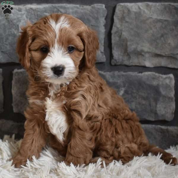 Cody, Cavapoo Puppy