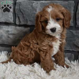 Cody, Cavapoo Puppy