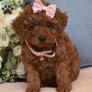 Bailey, Toy Poodle Puppy