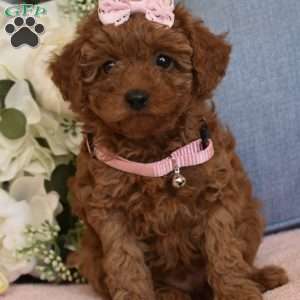 Bailey, Toy Poodle Puppy