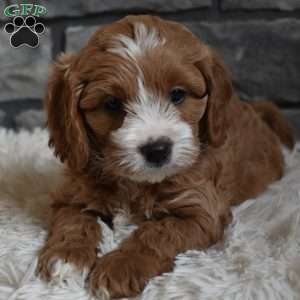 Cody, Cavapoo Puppy