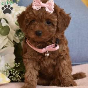 Bailey, Toy Poodle Puppy