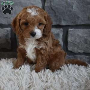 Milo, Cavapoo Puppy