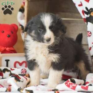 Lux, Miniature Australian Shepherd Mix Puppy