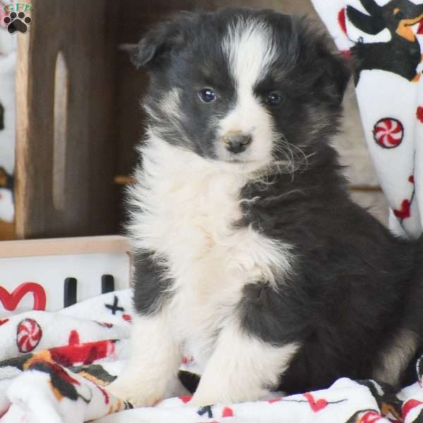 Lux, Miniature Australian Shepherd Mix Puppy