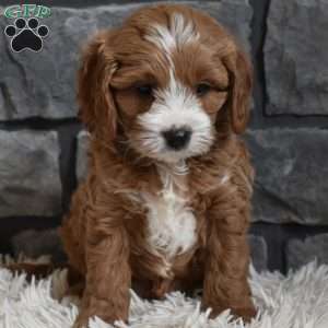 Cody, Cavapoo Puppy