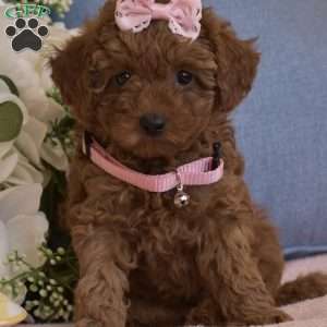 Bailey, Toy Poodle Puppy