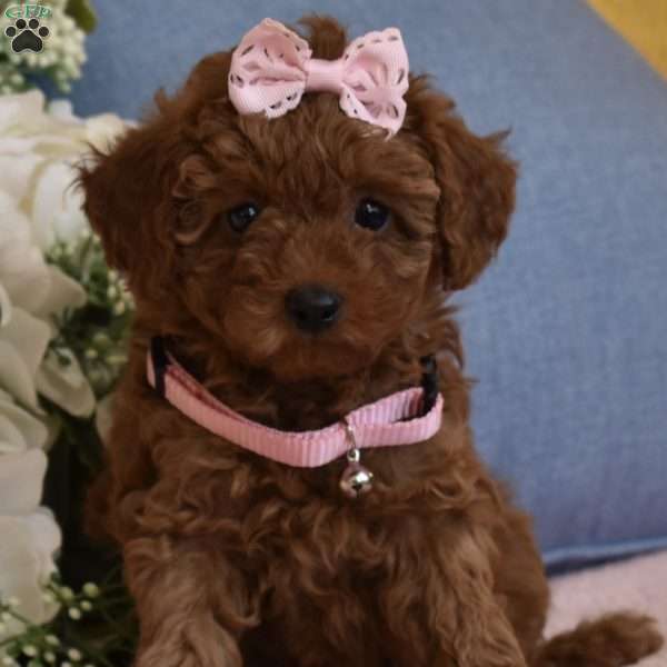 Bailey, Toy Poodle Puppy