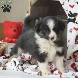 Lux, Miniature Australian Shepherd Mix Puppy