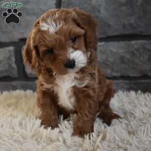 Milo, Cavapoo Puppy