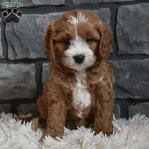 Cody, Cavapoo Puppy