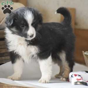 Lux, Miniature Australian Shepherd Mix Puppy