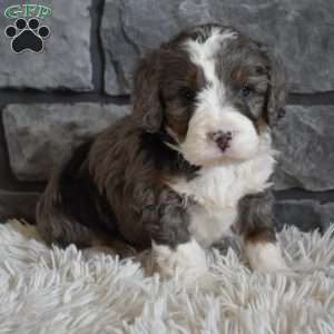 Millie, Mini Bernedoodle Puppy