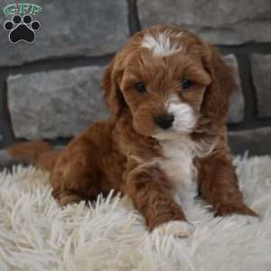 Milo, Cavapoo Puppy