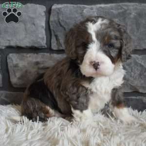 Millie, Mini Bernedoodle Puppy