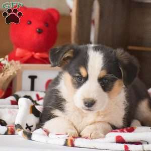 Landon, Miniature Australian Shepherd Mix Puppy