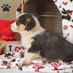 Landon, Miniature Australian Shepherd Mix Puppy