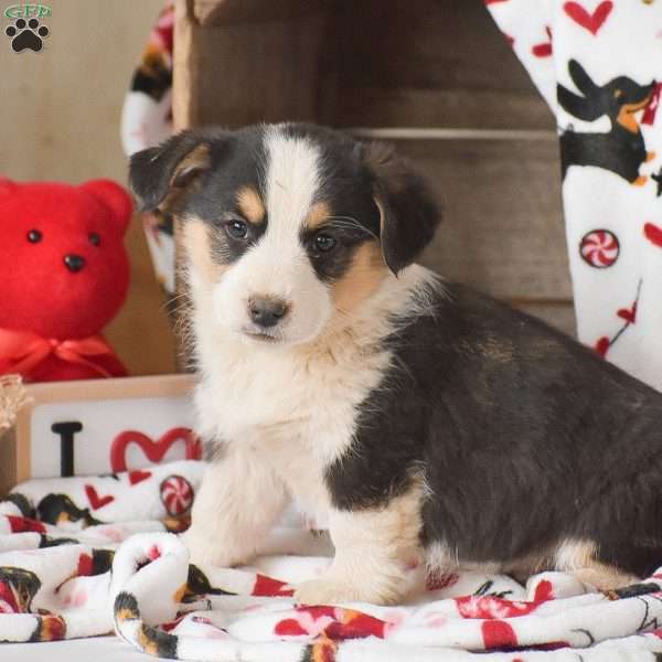 Landon, Miniature Australian Shepherd Mix Puppy