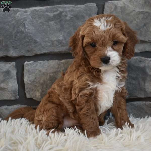 Milo, Cavapoo Puppy