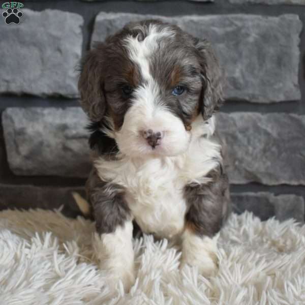 Millie, Mini Bernedoodle Puppy