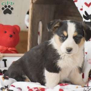 Landon, Miniature Australian Shepherd Mix Puppy