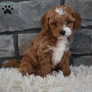 Milo, Cavapoo Puppy