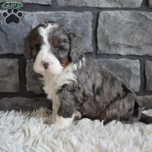 Millie, Mini Bernedoodle Puppy