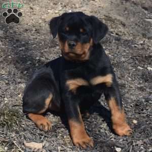 Tina, Rottweiler Puppy