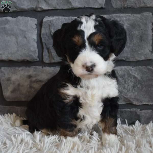 Maggie, Mini Bernedoodle Puppy