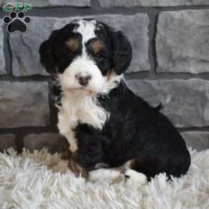 Maggie, Mini Bernedoodle Puppy