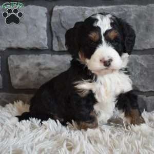 Maggie, Mini Bernedoodle Puppy