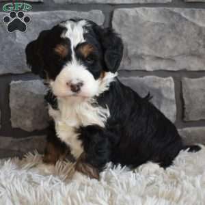 Maggie, Mini Bernedoodle Puppy