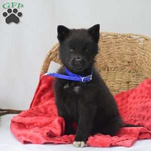 Kimberly, German Shepherd Puppy