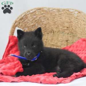 Kimberly, German Shepherd Puppy