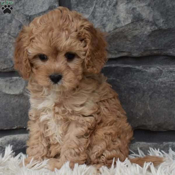 Sophie, Cavapoo Puppy