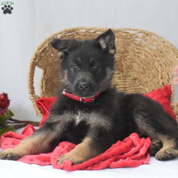 King, German Shepherd Puppy