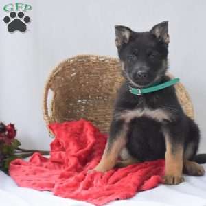 Kelly, German Shepherd Puppy