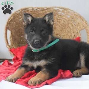 Kelly, German Shepherd Puppy