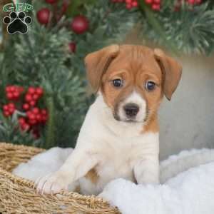 Lexi, Jack Russell Terrier Puppy