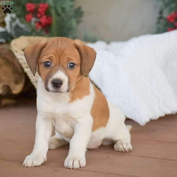 Lexi, Jack Russell Terrier Puppy