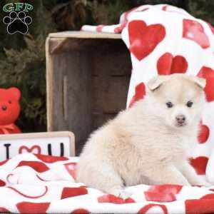 Apple, Pomsky Puppy