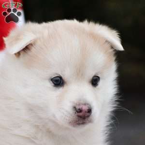 Apple, Pomsky Puppy