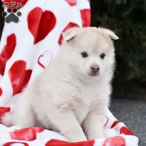 Apple, Pomsky Puppy