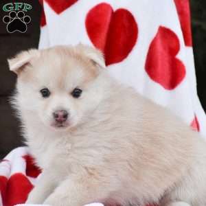 Apple, Pomsky Puppy